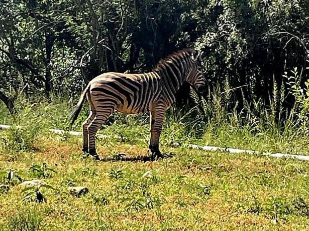 Apartmán 66 Sharalumbi Wildlife Estate Lydenburg Pokoj fotografie