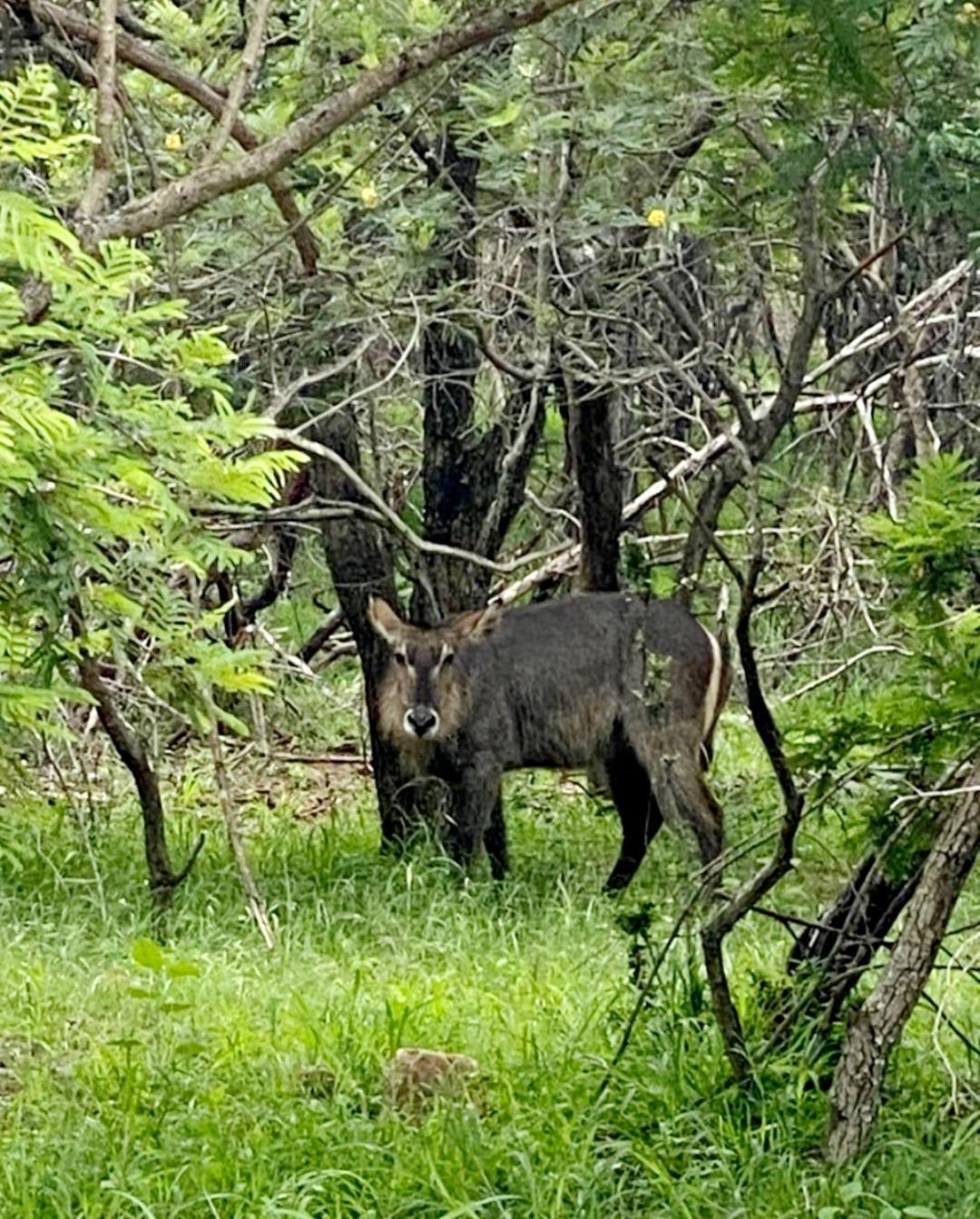 Apartmán 66 Sharalumbi Wildlife Estate Lydenburg Pokoj fotografie